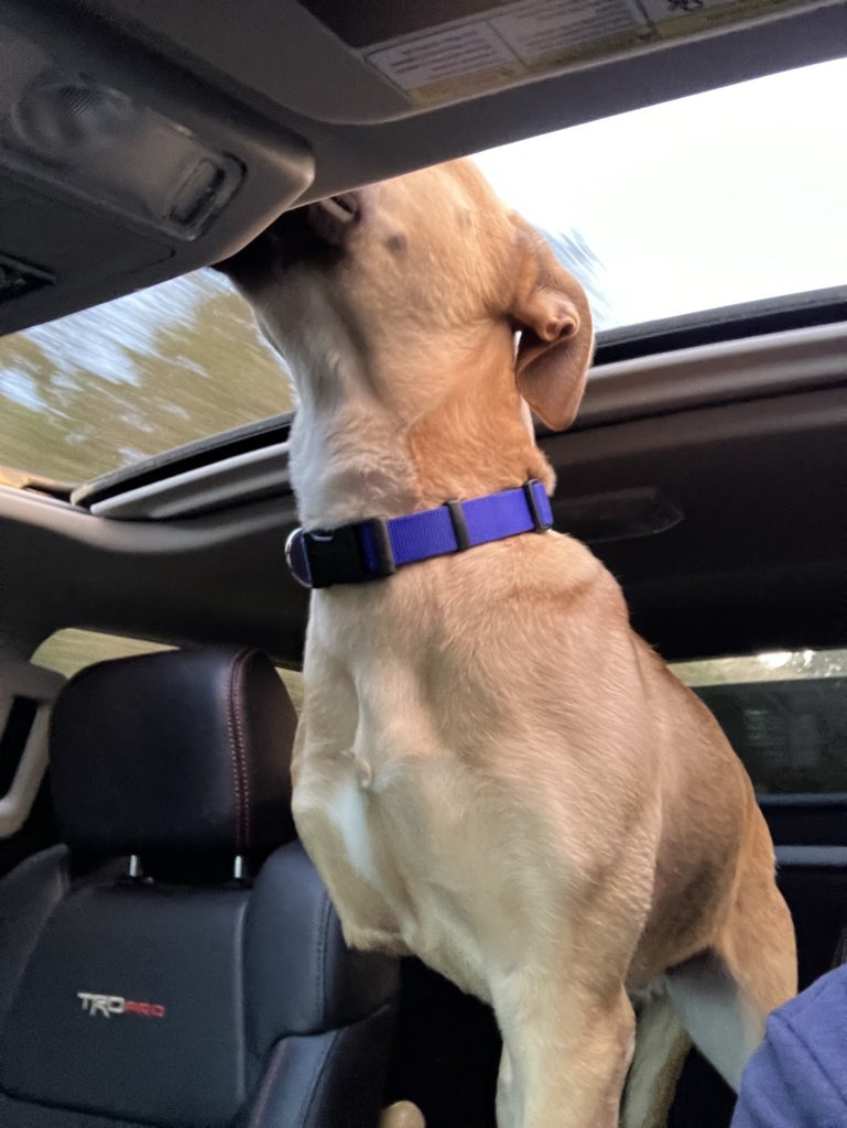 Buddy Sunroof Flex.jpg