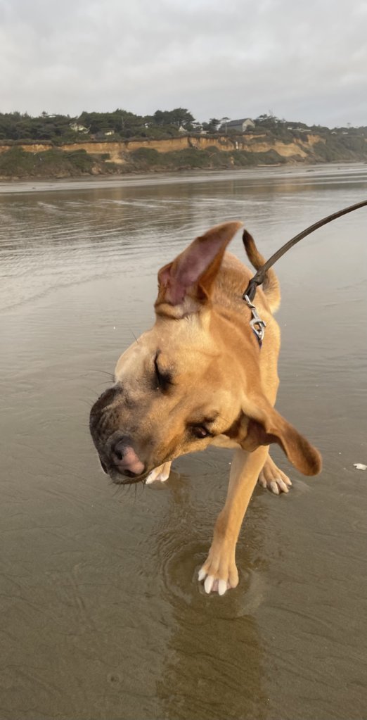 BuddyBeachEars.jpg