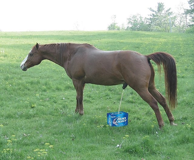 budlighthorsepiss.jpg