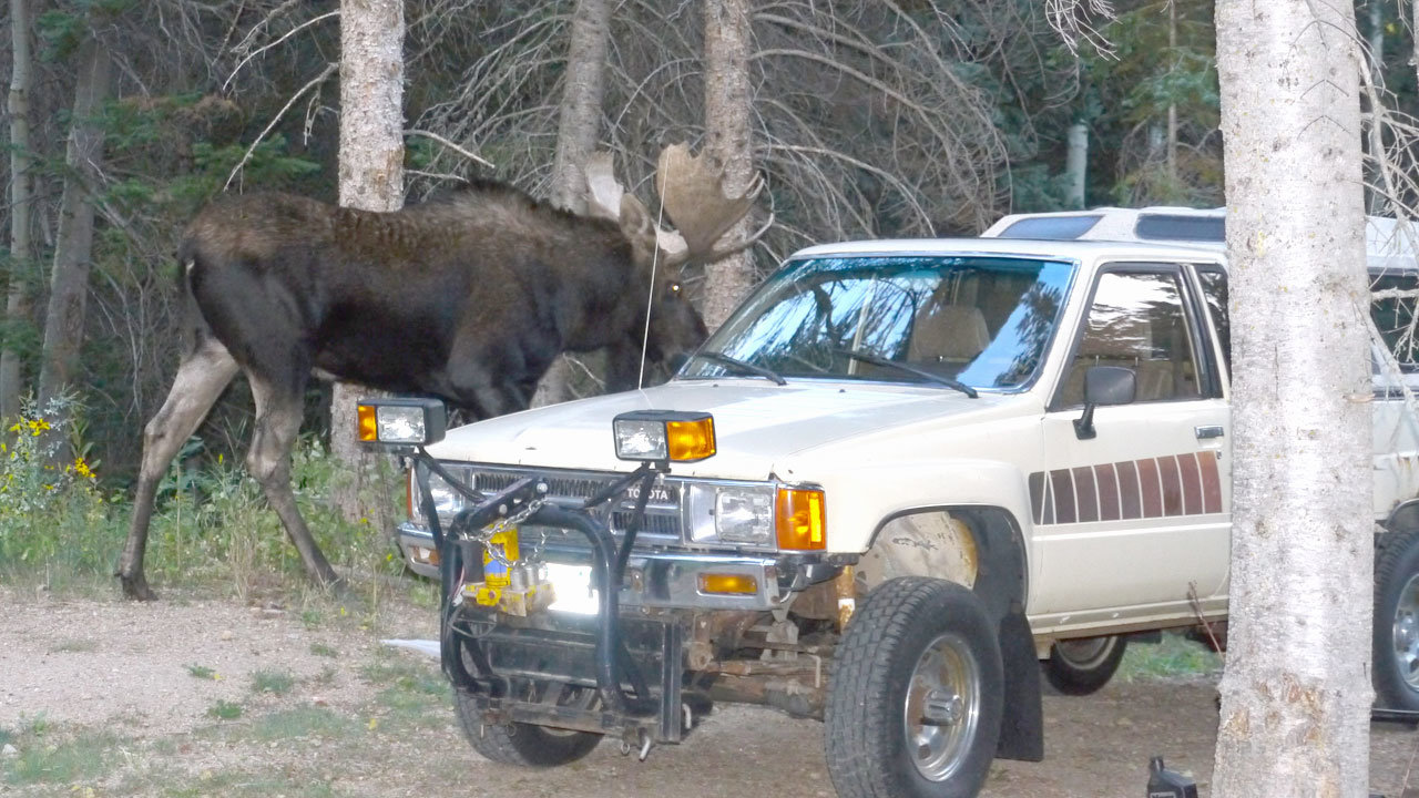 Bullwinkle-& Toy plow truck.jpg