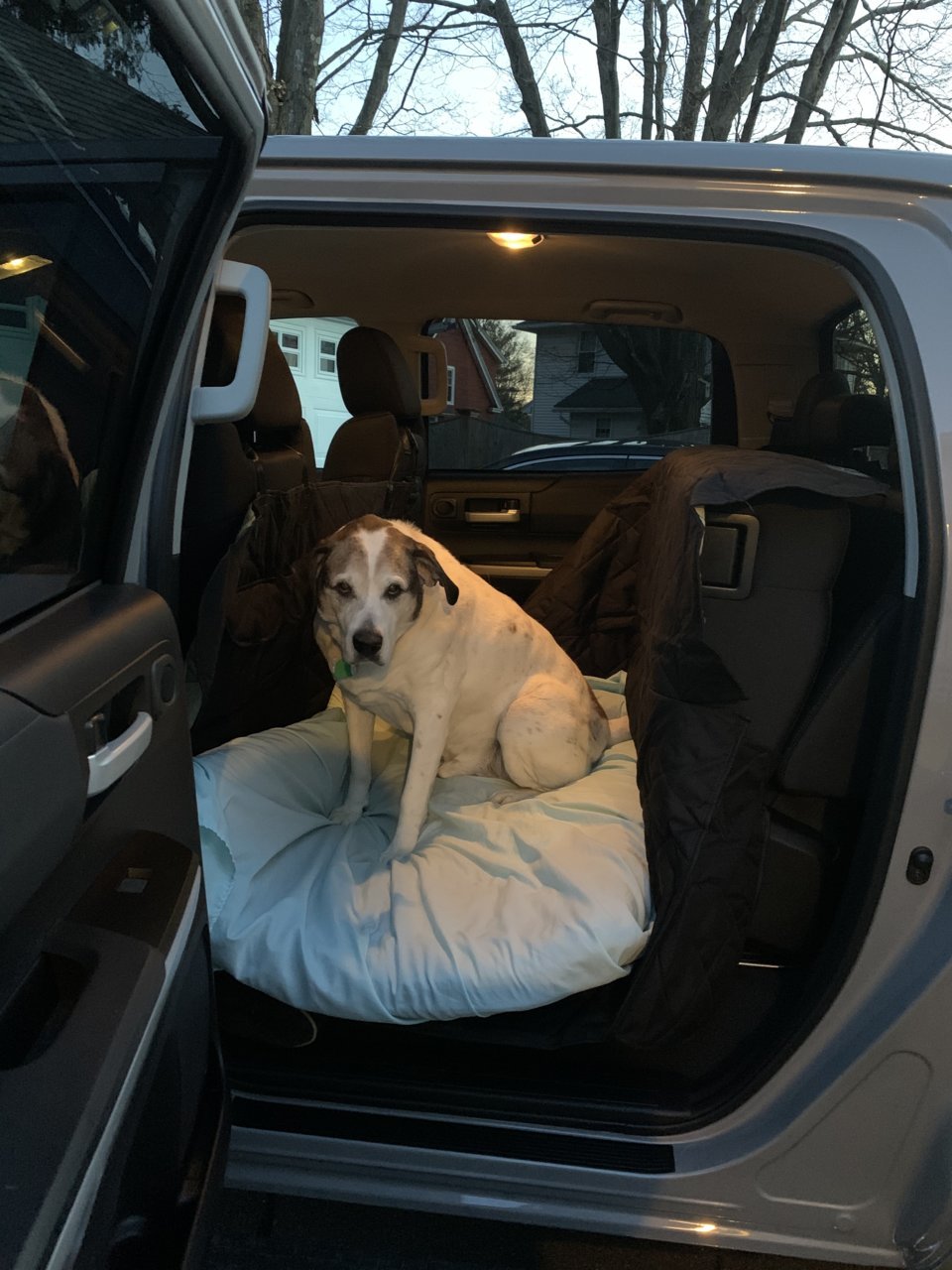 Starling's Car Door Protector – Pet Dog Car Door Cover Protector, Guard for Car  Doors, 3 Extra