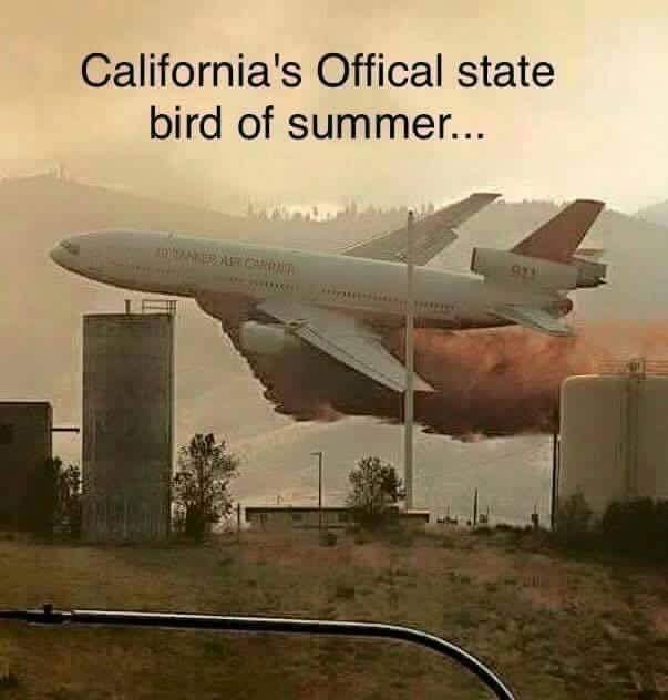 california-state-bird-jpg_42f7cd5ebe4f5bd9f0ce4f58e98190e0be167527.jpg