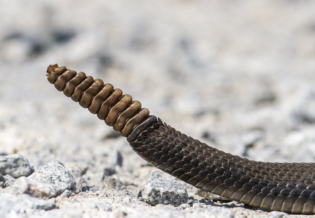 canebrake-rattlesnake-adult-rattle.jpg