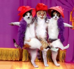 cat-brothel-Google-Search-250x236.jpg
