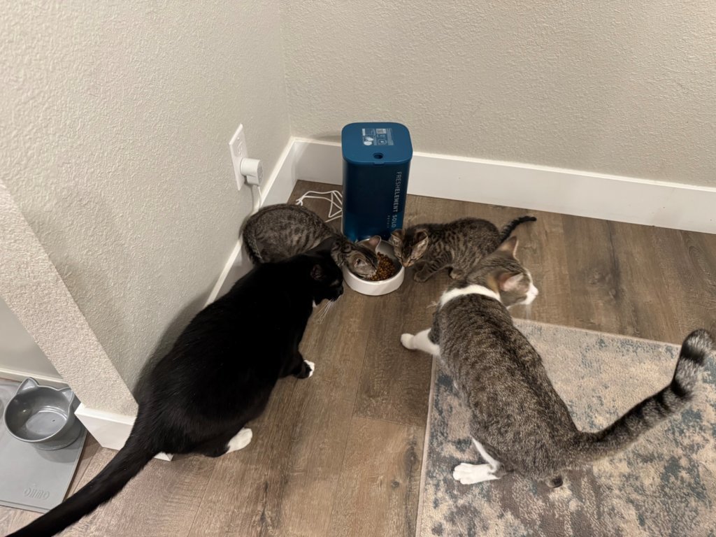 cat corral.jpg