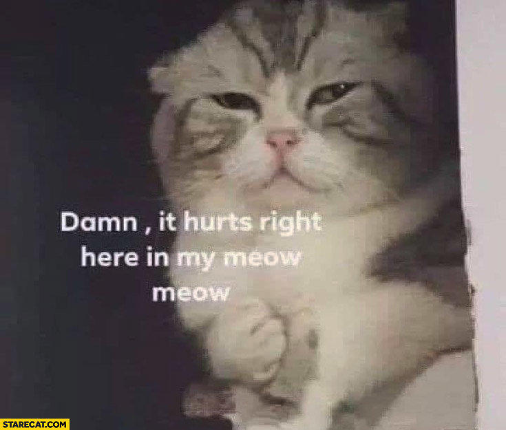 cat-damn-it-hurts-right-here-in-my-meow-meow.jpg
