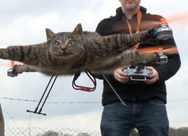 cat-drone-feature.jpg