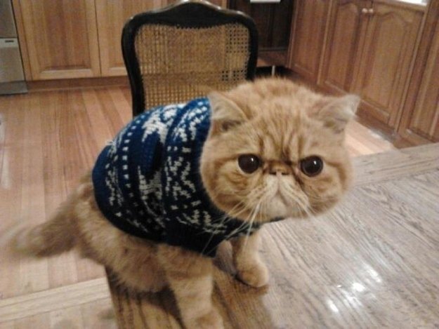 cat-in-christmas-sweatet-is-not-happy.jpg