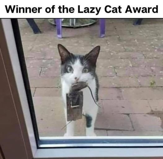 cat.jpg
