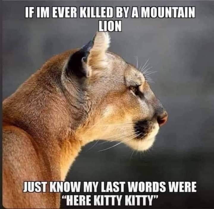 cat.jpg