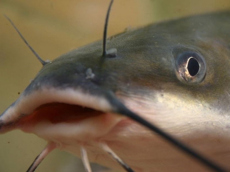 catfish-farming-South-Africa-tilapia-farming-1.jpg