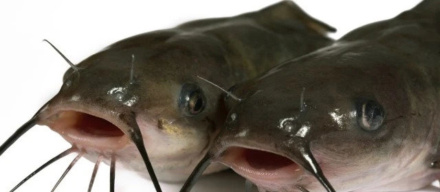 channel-catfish.jpg