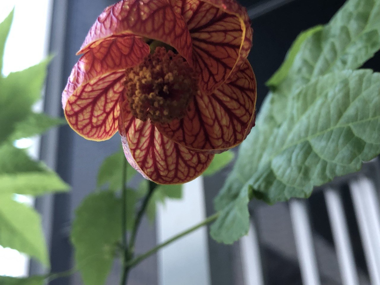 chinese lantern 1.jpg