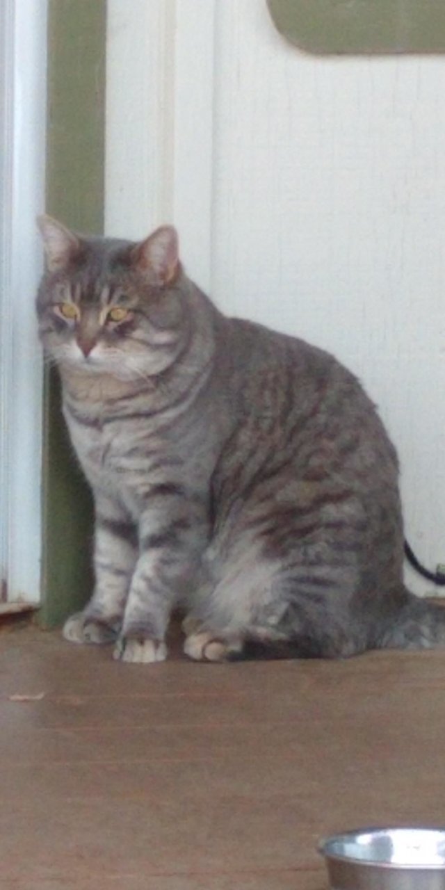 chomper cat_001.jpg