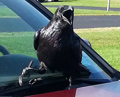 Common-Raven-by-Robert-Miller-close.jpg