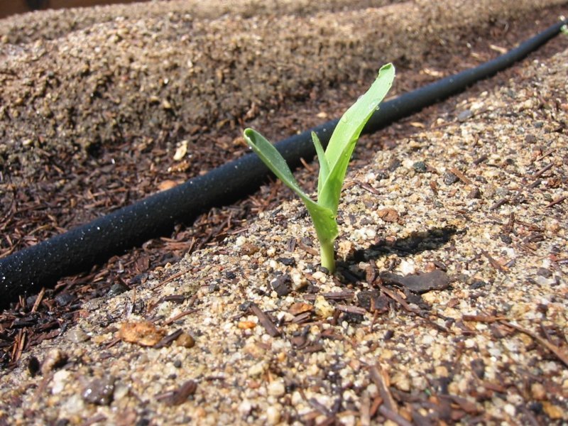 Corn Sprout.jpg