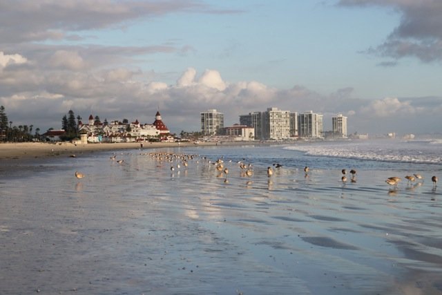 Coronado Beach with Birds.jpg