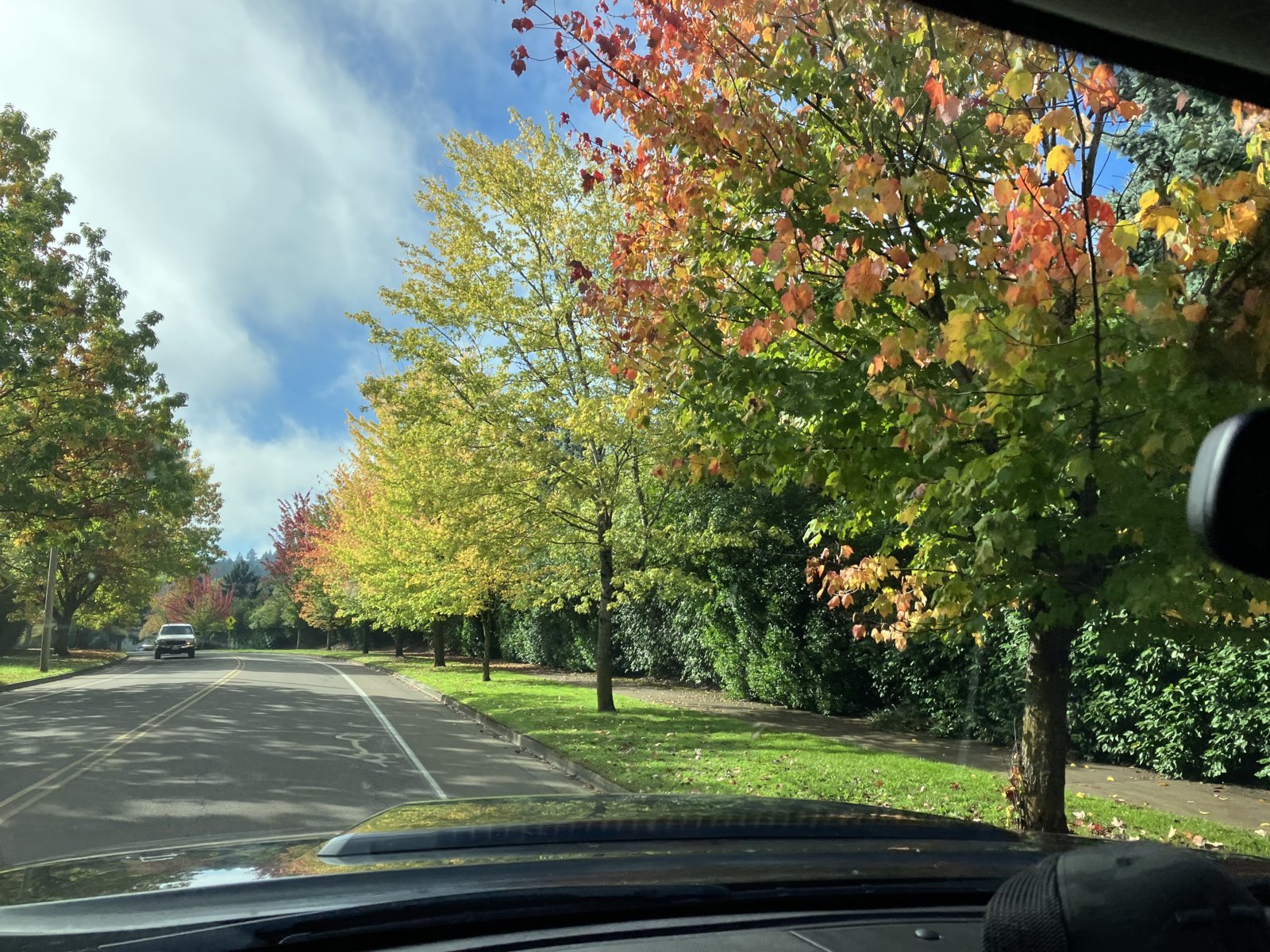 Corvallis Tree Color.jpg