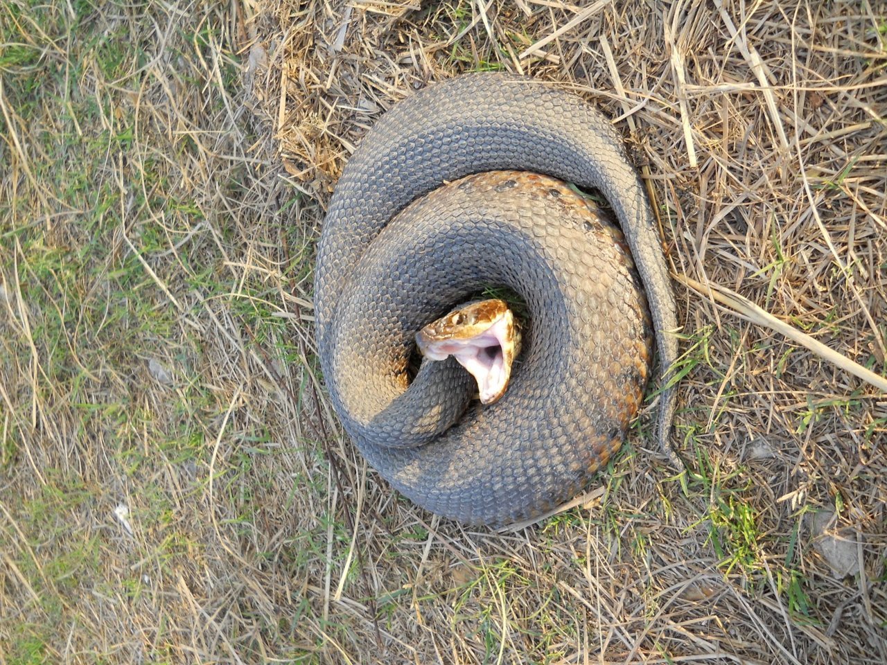 cottonmouth.jpg