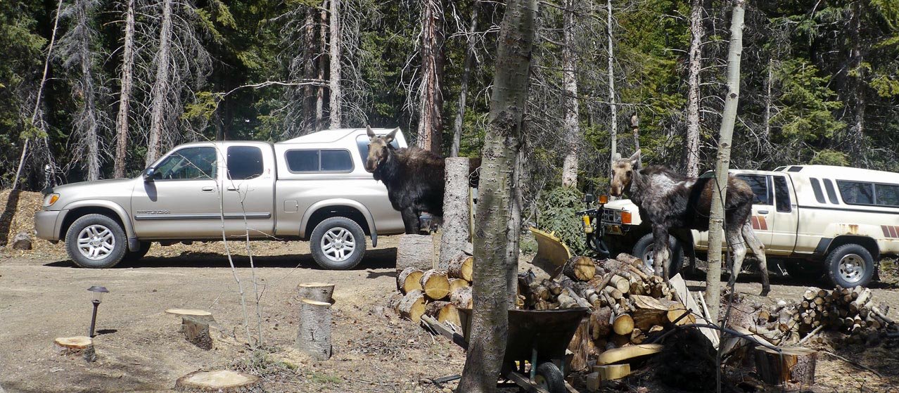 Cow-and-bull-calf-driveway.jpg