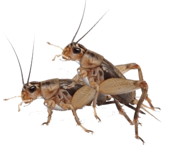 crickets-humping.gif