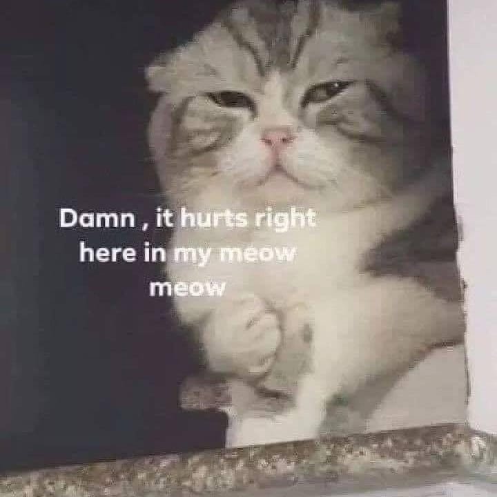 damn-it-hurts-right-in-my-meow-meow.jpg