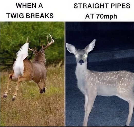 deer.jpg