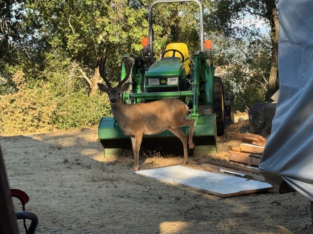 deer.jpg
