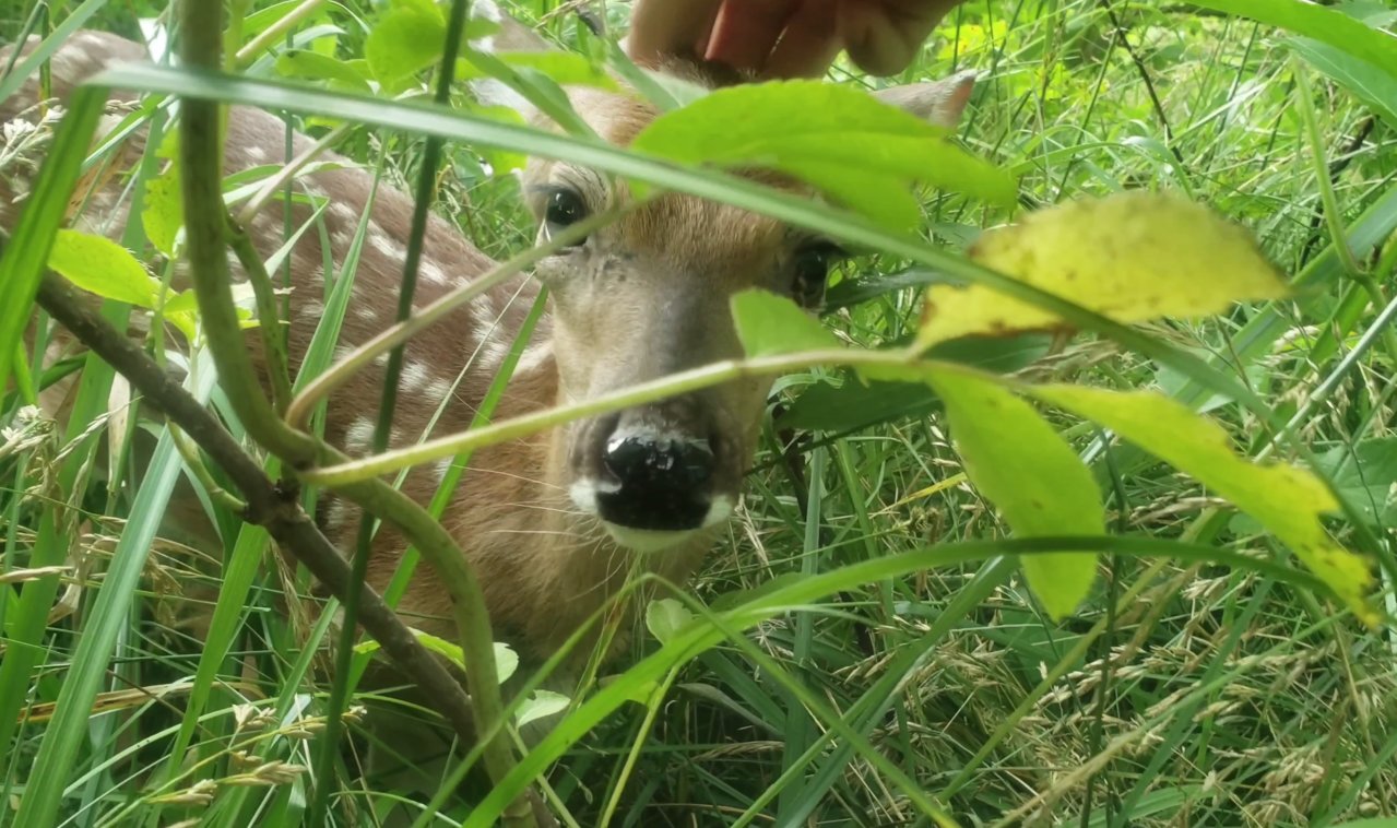 deer.jpg