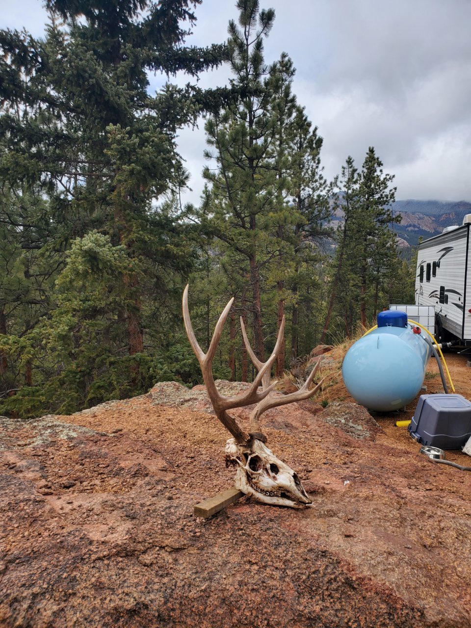 deer skull May 2022.jpg