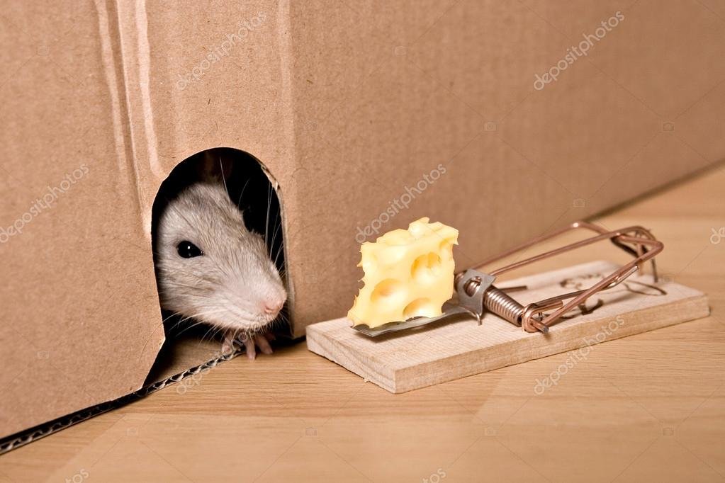 depositphotos_105594666-stock-photo-rat-and-cheese-mousetrap-looking.jpg