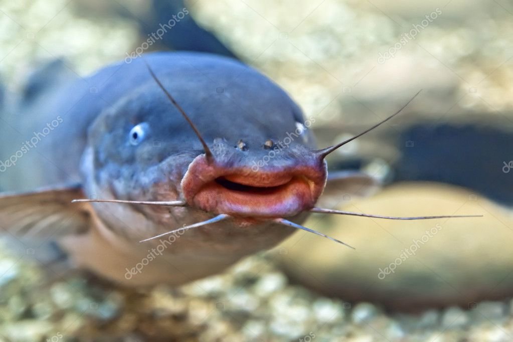 depositphotos_10757161-stock-photo-freshwater-catfish.jpg