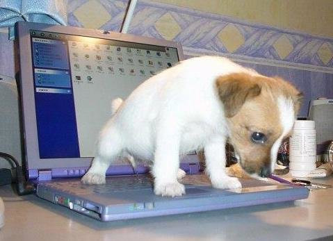 Dog Pee Pad.jpg