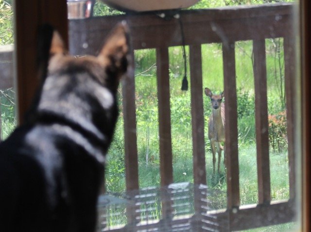dog vs deer.jpg