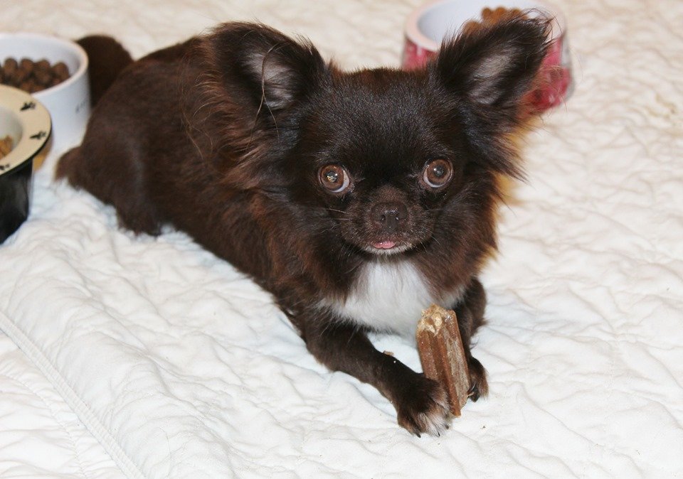 dog88.jpg