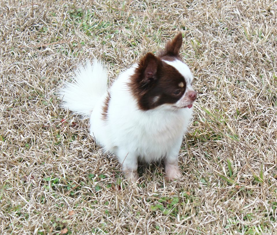 dog89.jpg