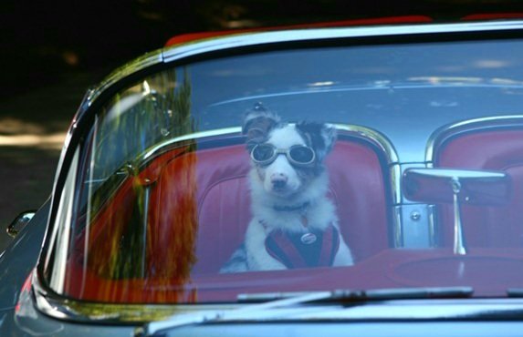 Dog_20is_20My_20Copilot_20002_2_.jpg