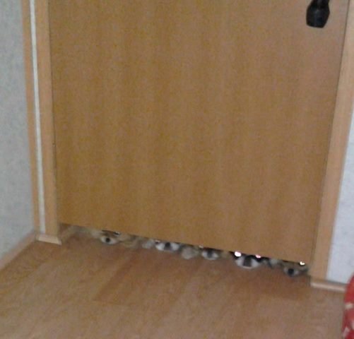 dogdoor.jpg