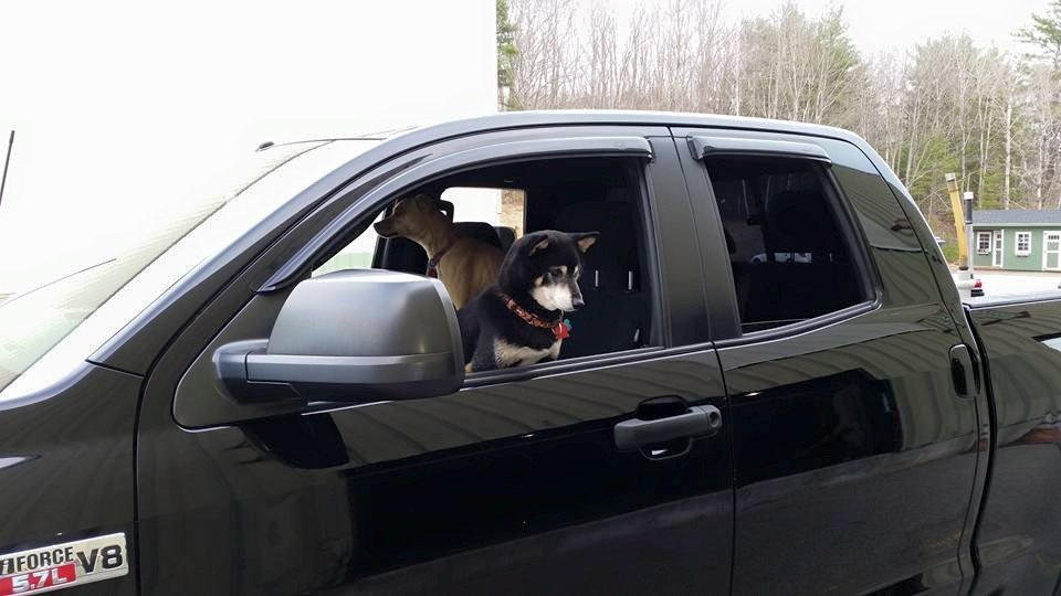 dogs in truck.jpg