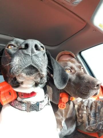 Dogs.jpg