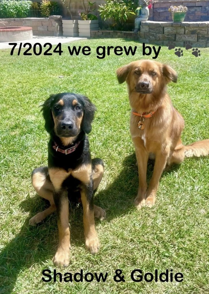 Dogs1.jpg