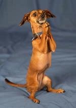 doxie.jpg
