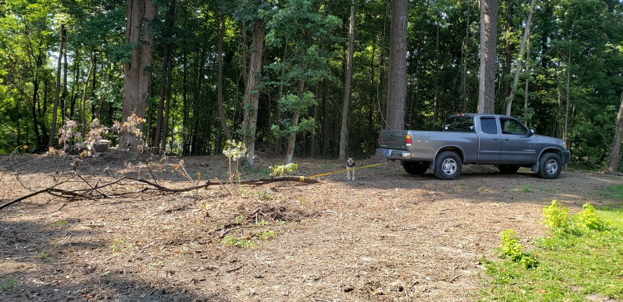 Dragging tree.jpg