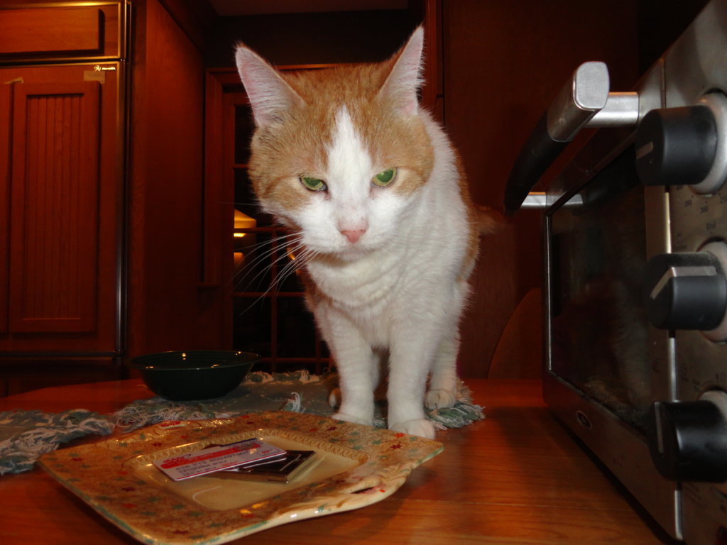 DSC00972.jpg