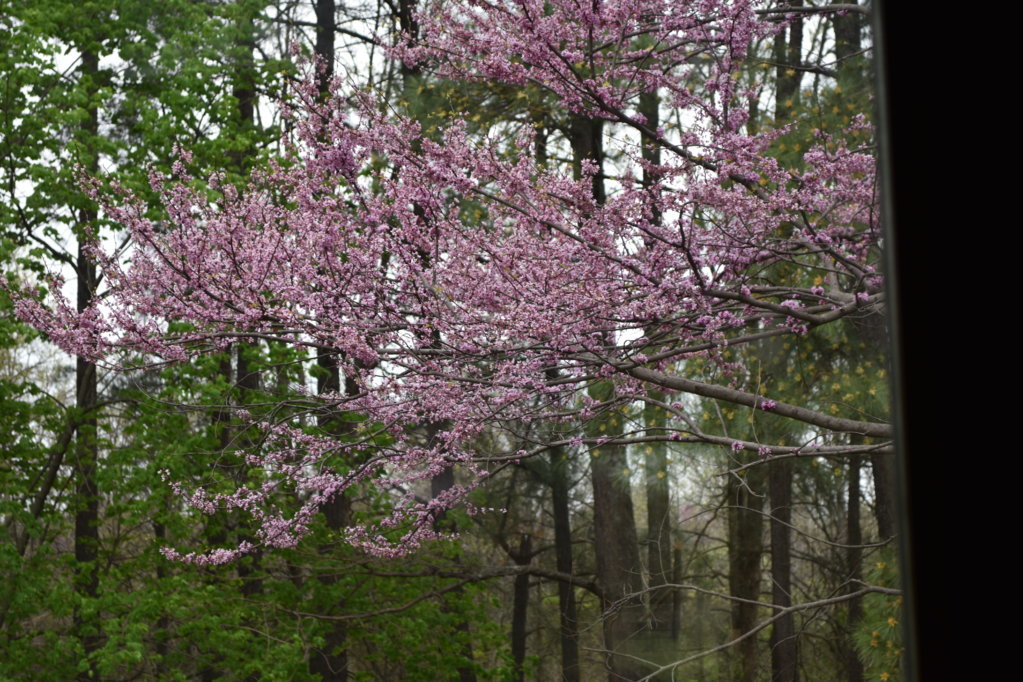 DSC_0001.jpg