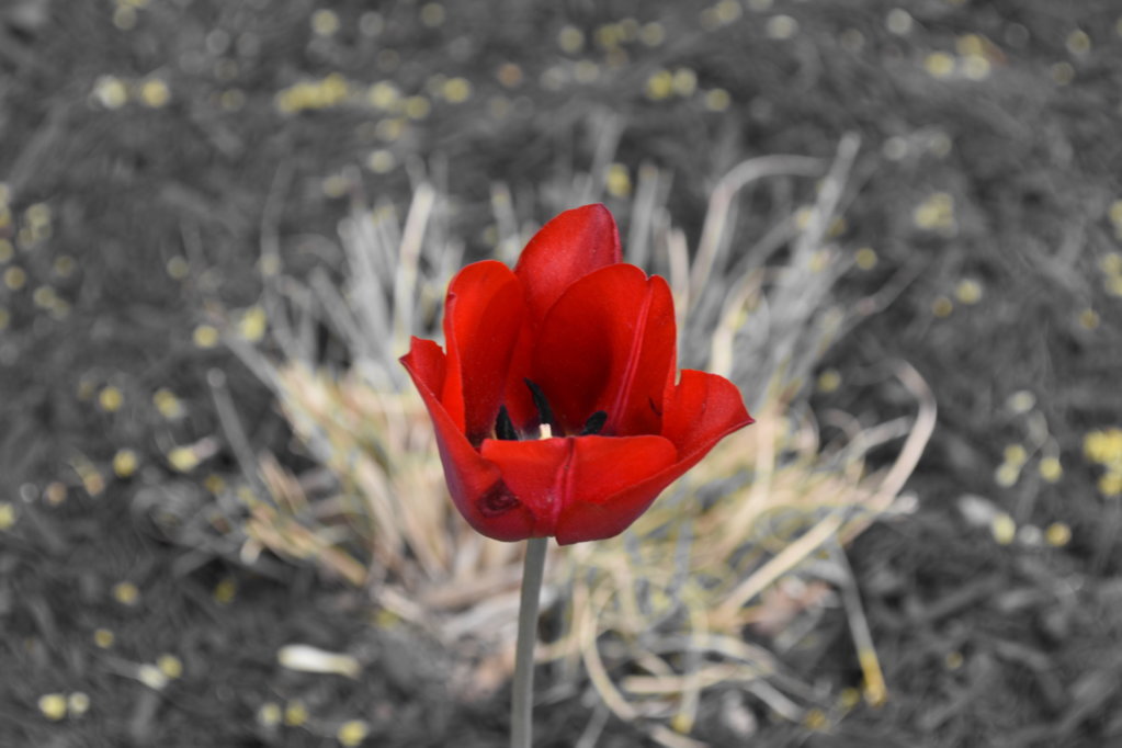 DSC_0006.jpg