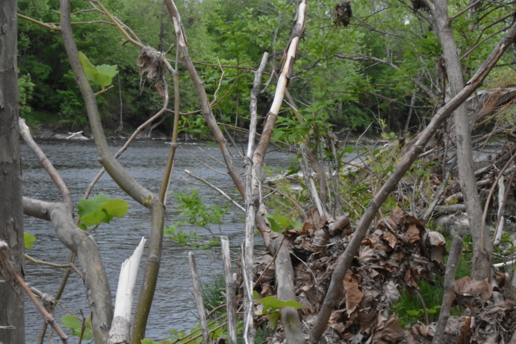 DSC_0016.jpg