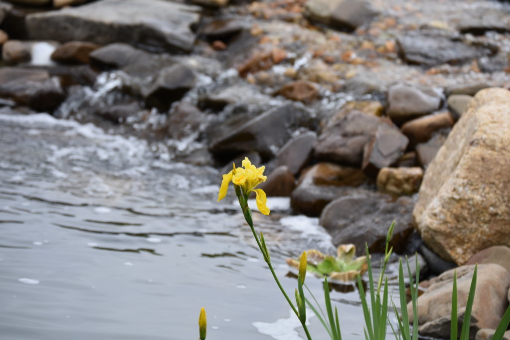 DSC_0027.jpg