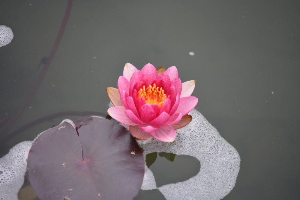 DSC_0028.jpg