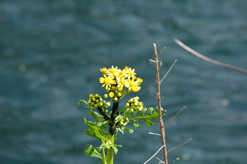 DSC_0038.jpg